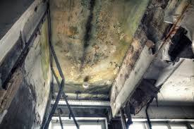 Professional Mold Removal & Remediation in Canton, OH